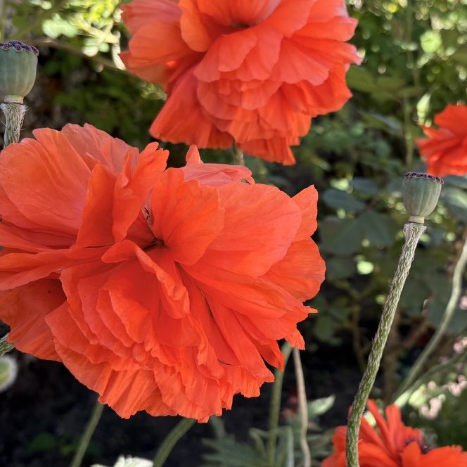 Mohn ©Alexandra Wagner